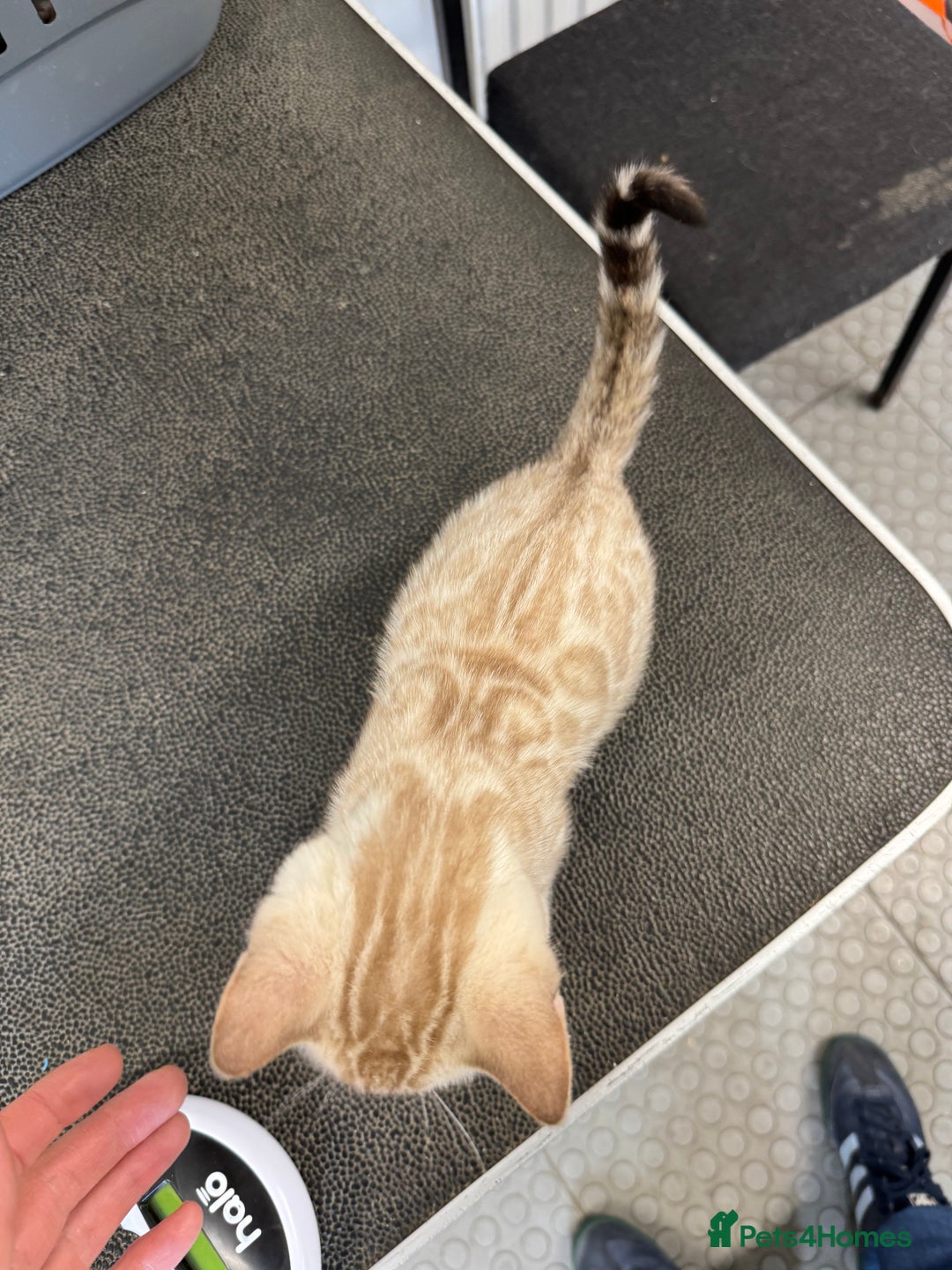 Bengal cats for sale: 5 Bengal kittens , 2 boys and 3 girls  - Image 6