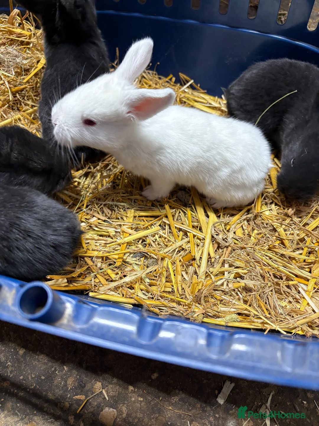 Continental Giant rabbits for sale: Continental giant rabbits  - Advert 6