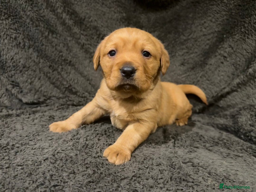 Goldador dogs for sale: SUPER GORGEOUS RED GOLDADOR PUPPIES ❤️ - Advert 14