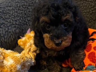 Toy Poodle dogs 2 Beautiful Tiny Toy poodle Boys available - Advert 15
