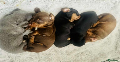 Miniature Dachshund dogs Miniature Dachshund Puppies - Advert 7