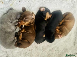 Miniature Dachshund dogs Miniature Dachshund Puppies - Advert 16