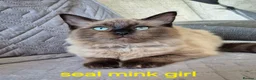 Ragdoll cats for sale: Gorgeous fluffy seal point and mink ragdolls   - Advert 7