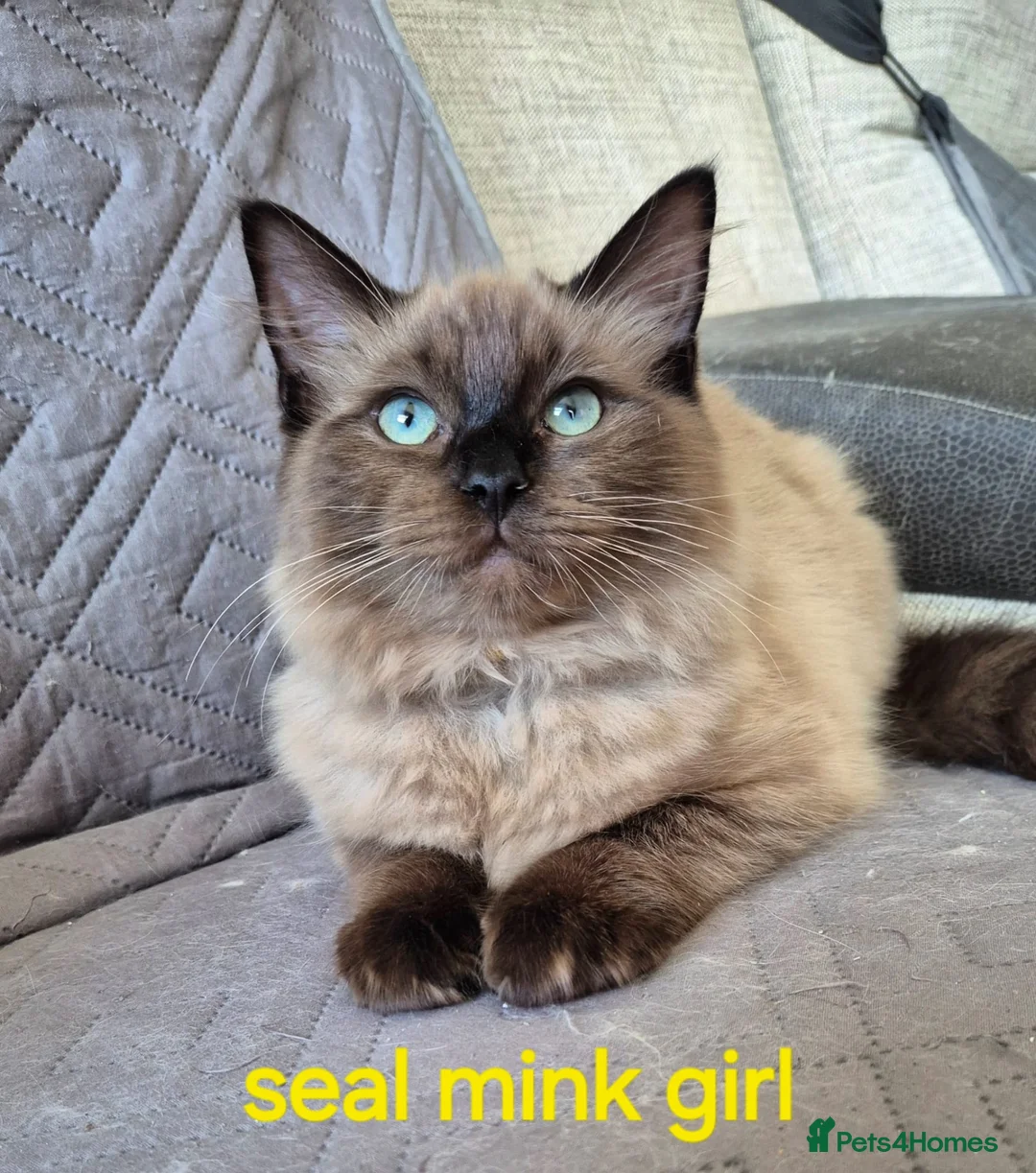 Ragdoll cats for sale: Gorgeous fluffy seal point and mink ragdolls   - Advert 7