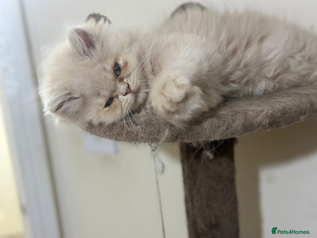 Persian cats for sale: Pedigree Persian female kittens for sale - Image 7