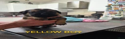 Border Terrier dogs for sale: Beautiful Borer/borderlakeland puppies - Advert 3