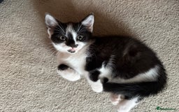 Mixed Breed cats for sale: Kittens for sale  - Image 1