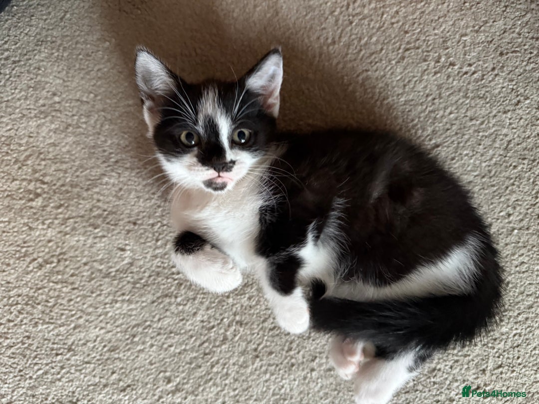 Mixed Breed cats for sale: Kittens for sale  - Image 1