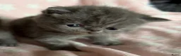 Exotic cats for sale: Exotic Shorthair Kittens For Sale - Advert 21