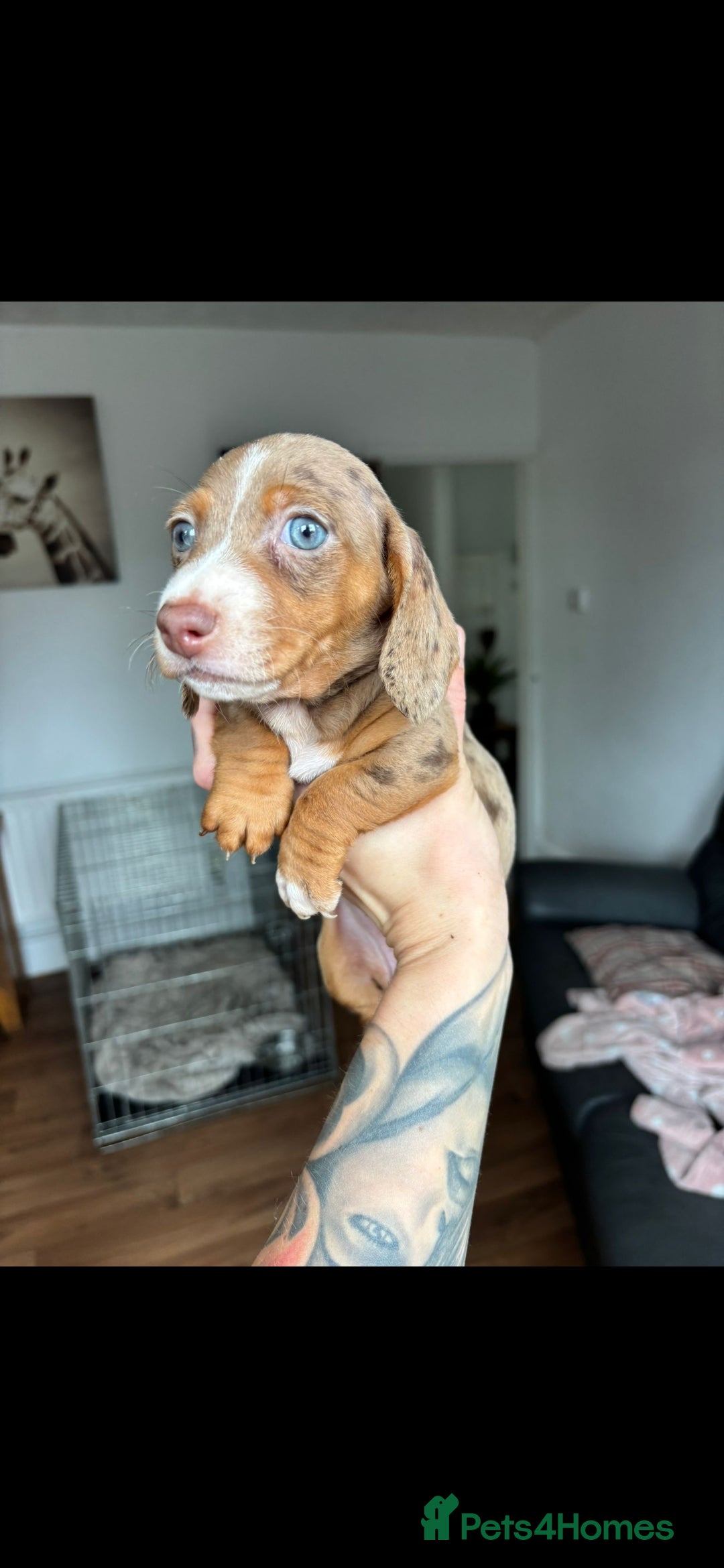 Dachshund dogs for stud: True Miniature Isabella Daple Boy in Burton-on-Trent - Image 9