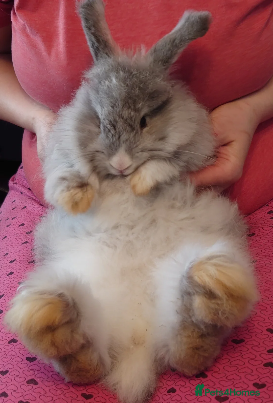 Angora rabbits for sale: Tame Angora Rabbits - Advert 8