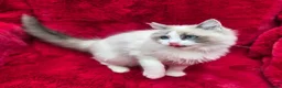Ragdoll cats for sale: GCCF Registered Ragdoll Kittens  - Advert 18