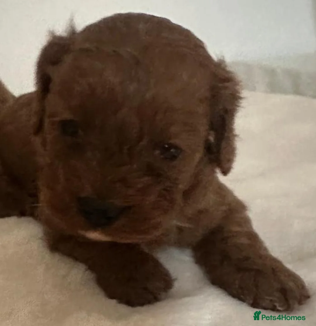 Cavapoo dogs for sale: F1  cavapoo   in Shepperton - Advert 3