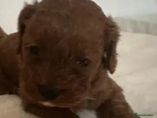 Cavapoo dogs Fox red F1 cavapoo - Advert 14