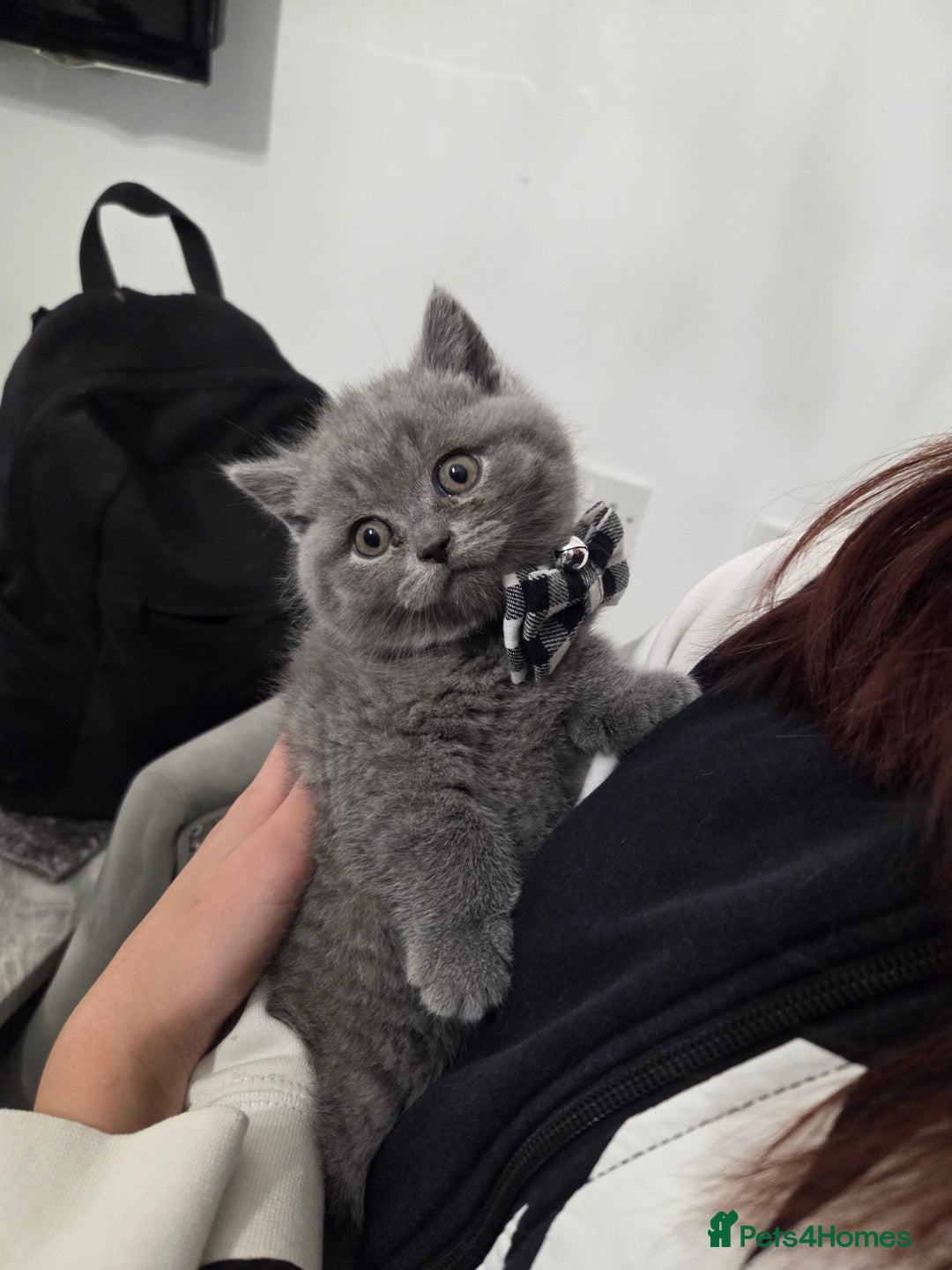 British Shorthair cats for sale:  Pedigree Blue british shorthair kittens - Advert 10