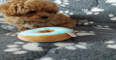 Maltipoo dogs - Advert 11