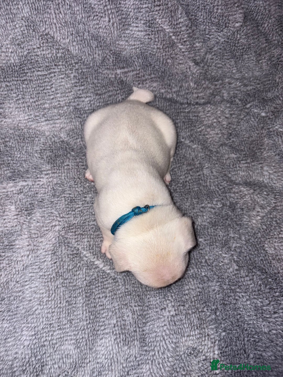 French Bulldog dogs for sale: 🐾French bulldog puppies🐾 ready end of jan - Advert 7