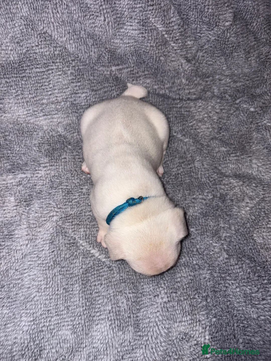 French Bulldog dogs for sale: 🐾French bulldog puppies🐾 ready end of jan - Advert 7