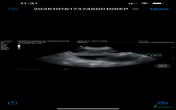 Boxer dogs for sale: Beautiful Boxer Puppies – Due Mid-November - Image 4