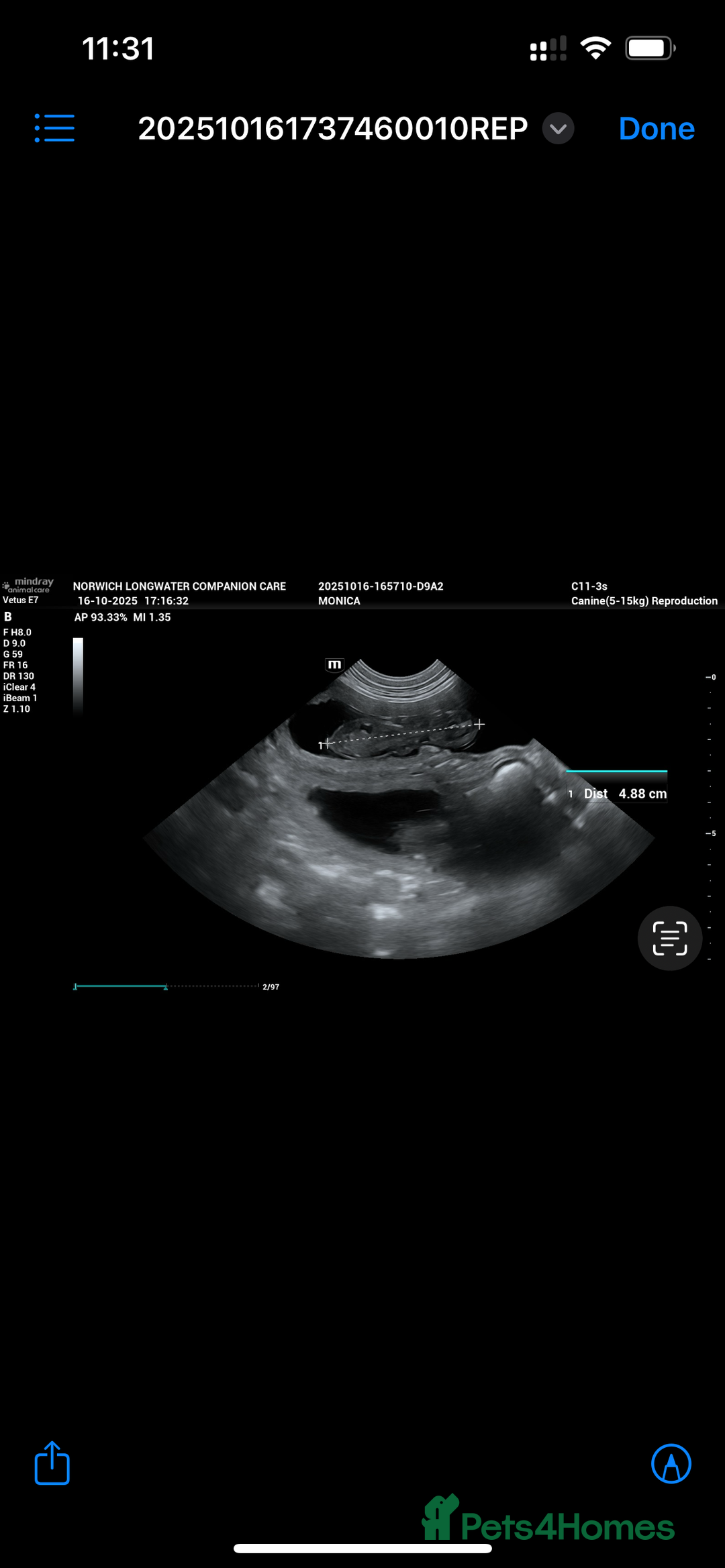 Boxer dogs for sale: Beautiful Boxer Puppies – Due Mid-November - Image 4