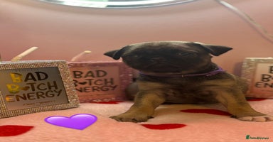 Pug dogs - Advert 1