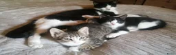 British Shorthair cats for sale: Kitten for sale 2 male and 1 tabby female  - Advert 1