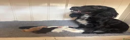 Cocker Spaniel dogs for sale: Beautiful litter of Working Cocker Spaniels - Advert 2