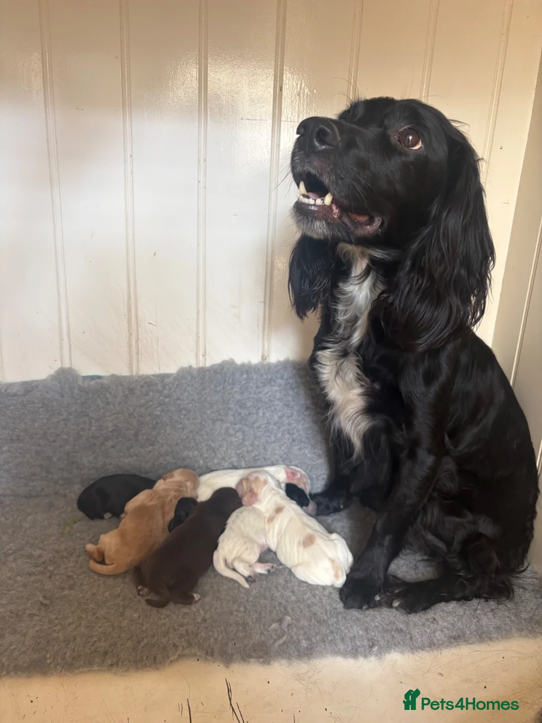 Cocker Spaniel dogs for sale: Beautiful litter of Working Cocker Spaniels - Advert 2