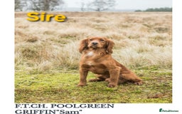 Cocker Spaniel dogs for sale: FTCH sired cocker pups top trial bloodlines - Image 2