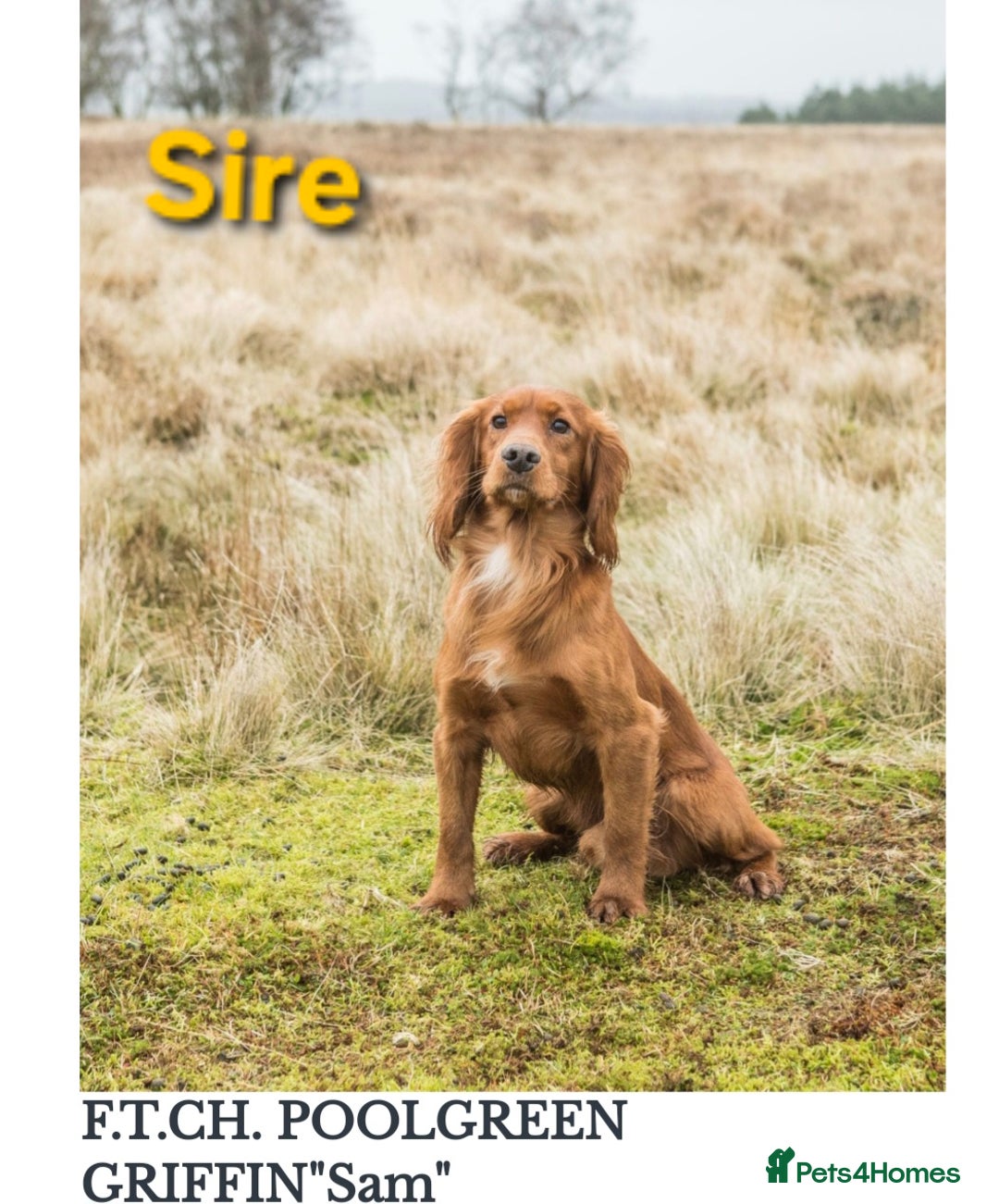 Cocker Spaniel dogs for sale: FTCH sired cocker pups top trial bloodlines - Image 2