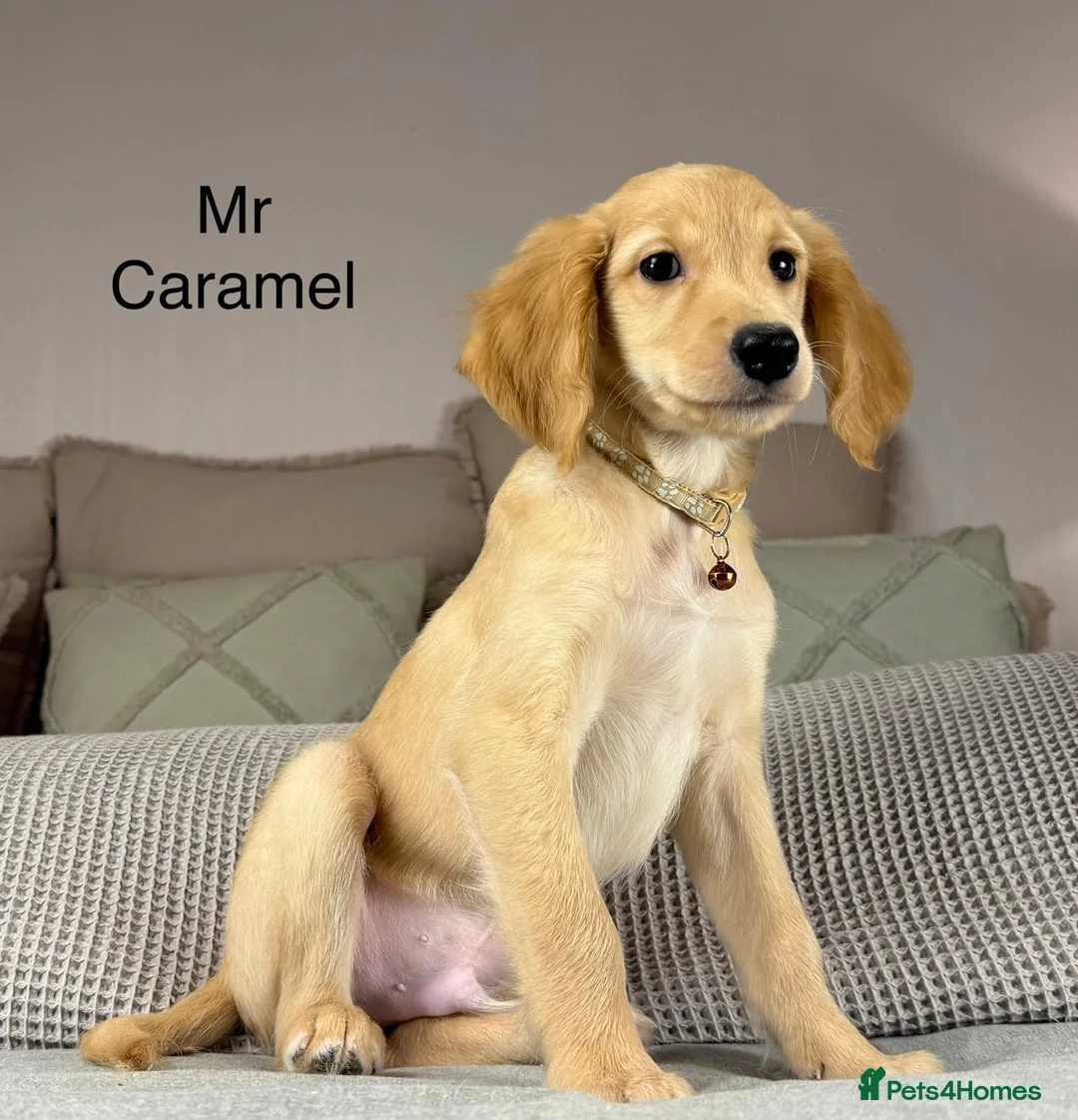 Goldendoodle dogs for sale: These will be stunning adults. Real head turners. - Advert 23