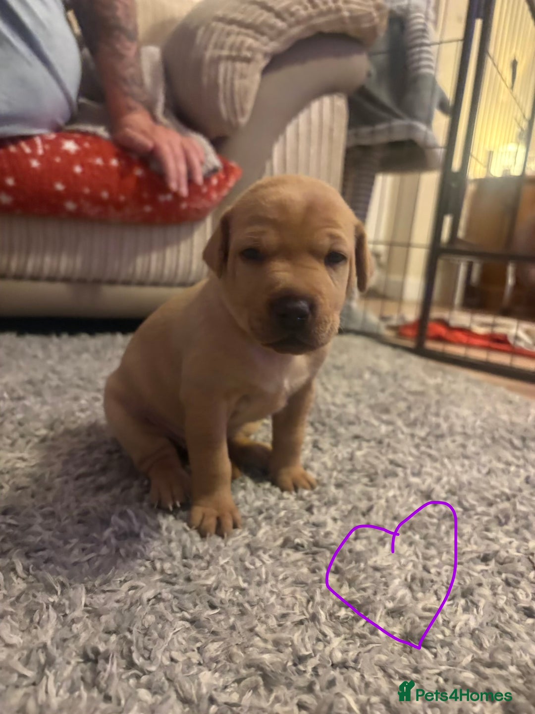 Mixed Breed dogs for sale: Beautiful Labrador x staffy puppies - Advert 3