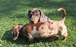 Miniature Dachshund dogs for sale: affectionate dapples sausages minis - Image 8
