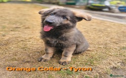 German Shepherd dogs for sale: 🔹️beautiful purebred straight back KC gsp's🔹️ - Image 9