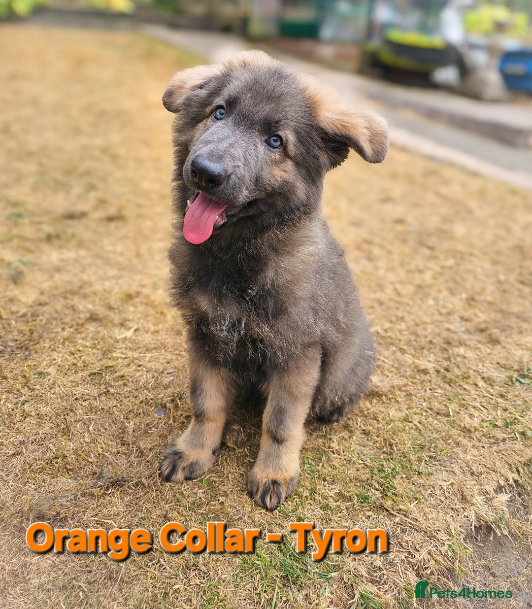 German Shepherd dogs for sale: 🔹️beautiful purebred straight back KC gsp's🔹️ - Image 9
