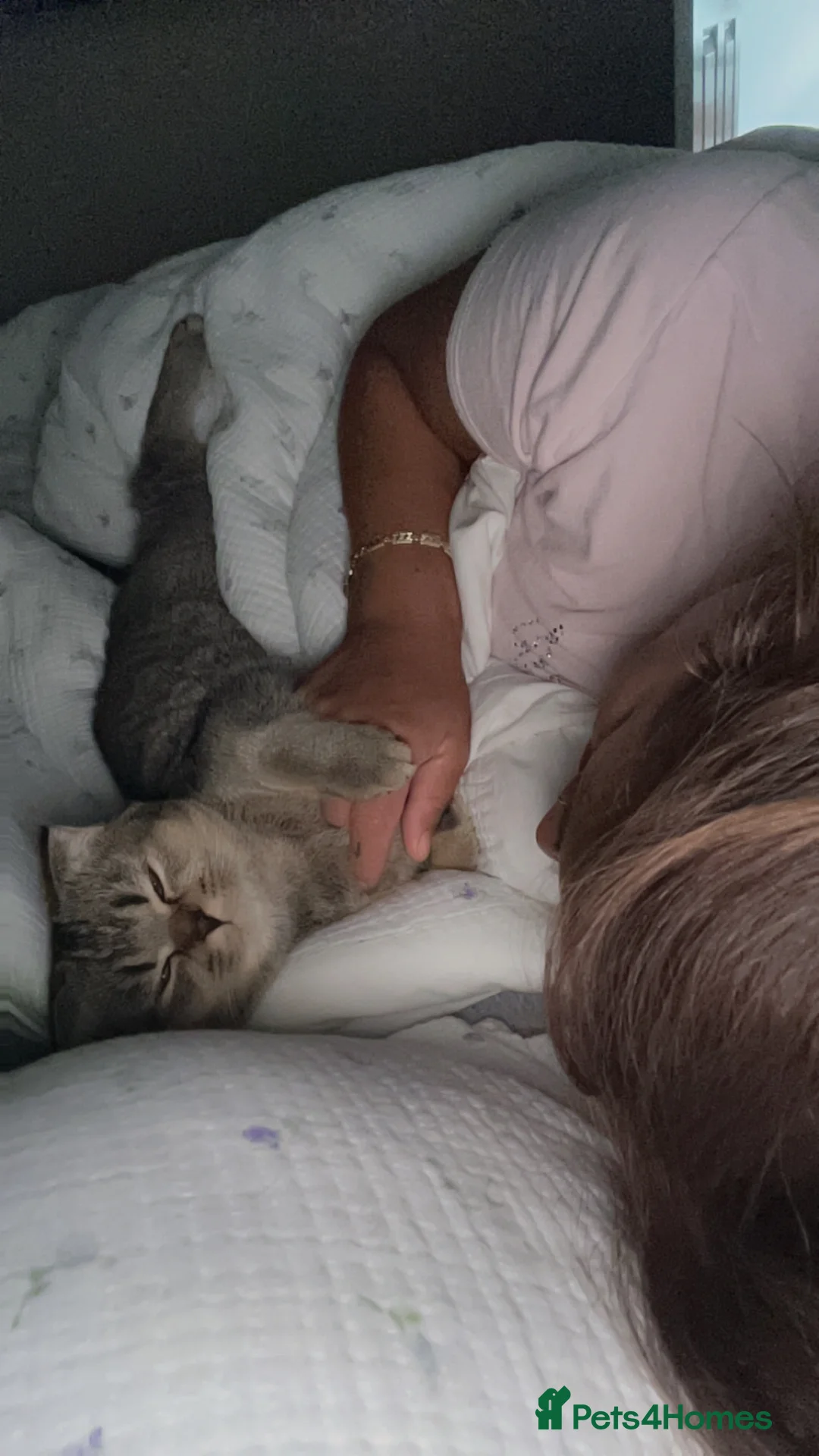 Scottish Fold cats for sale: Pure Scottish fold - Advert 6