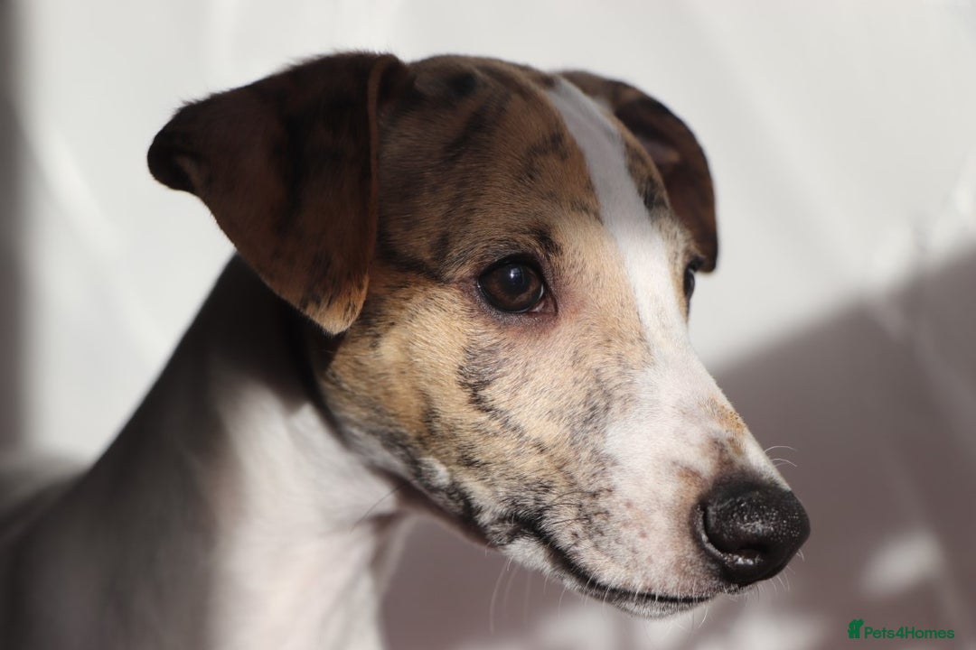 Whippet dogs for sale: 2 x male pedigree Whippet Pups - Image 6
