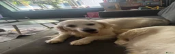 Golden Retriever dogs for sale: 9 exceptional Golden retriever  - Advert 11