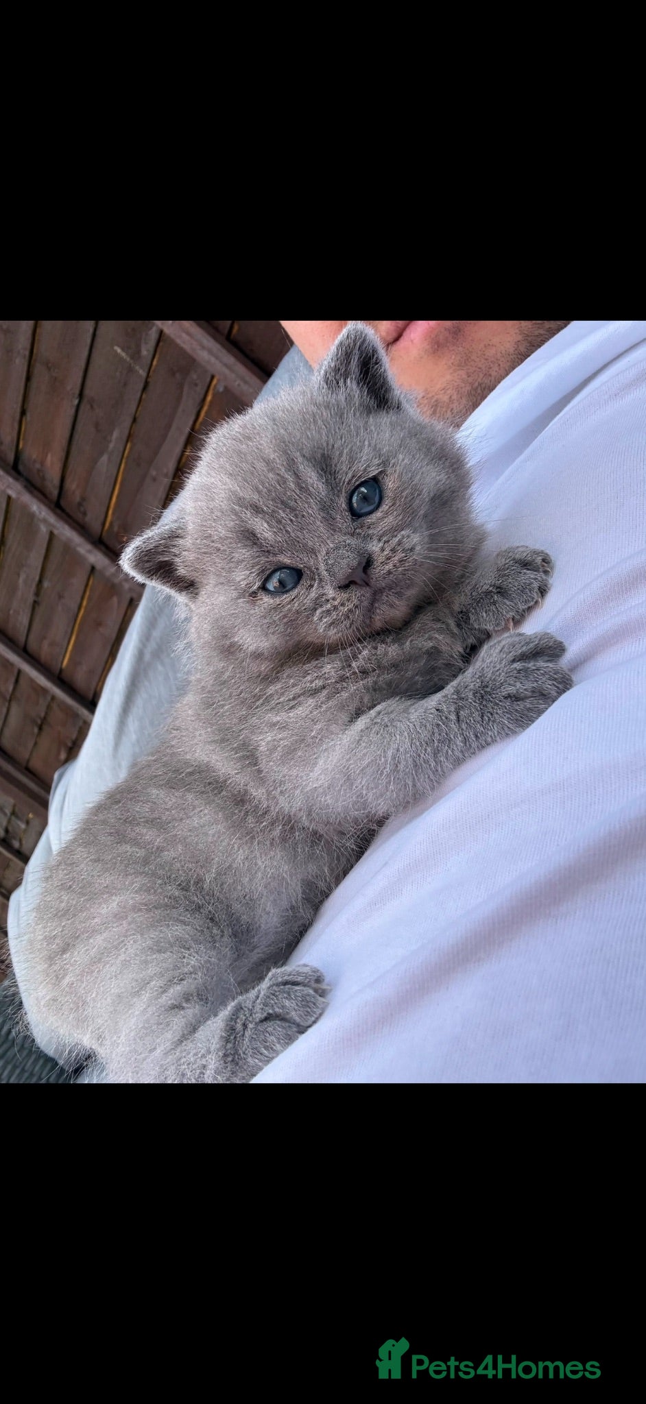 British Shorthair cats Stunning BSH kittens  - Advert 2