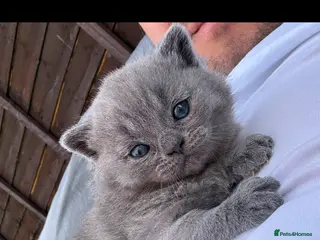 British Shorthair cats Stunning BSH kittens - Advert 2