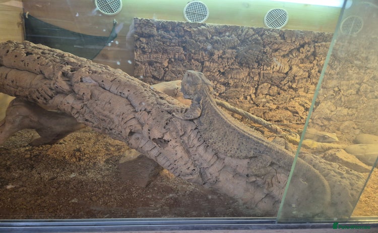 Bearded Dragon reptiles - Advert 1