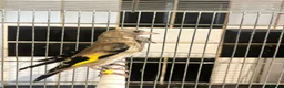 Finches birds for sale: CLASS HAND TAMED GOLDFINCHES AND MULES! BBC 2026!! in London - Advert 6