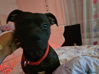 Staffordshire Bull Terrier dogs - Advert 27