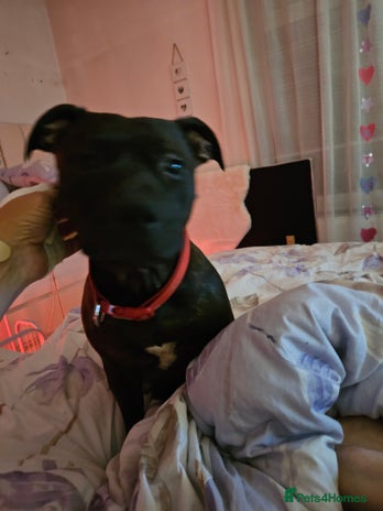 Staffordshire Bull Terrier dogs - Advert 1