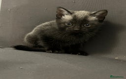Siamese cats for sale: Siamese cross  - Image 12