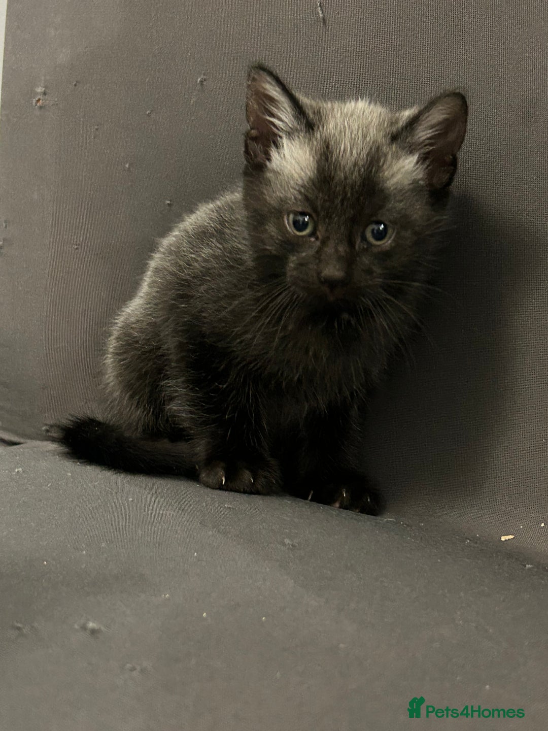 Siamese cats for sale: Siamese cross  - Image 12