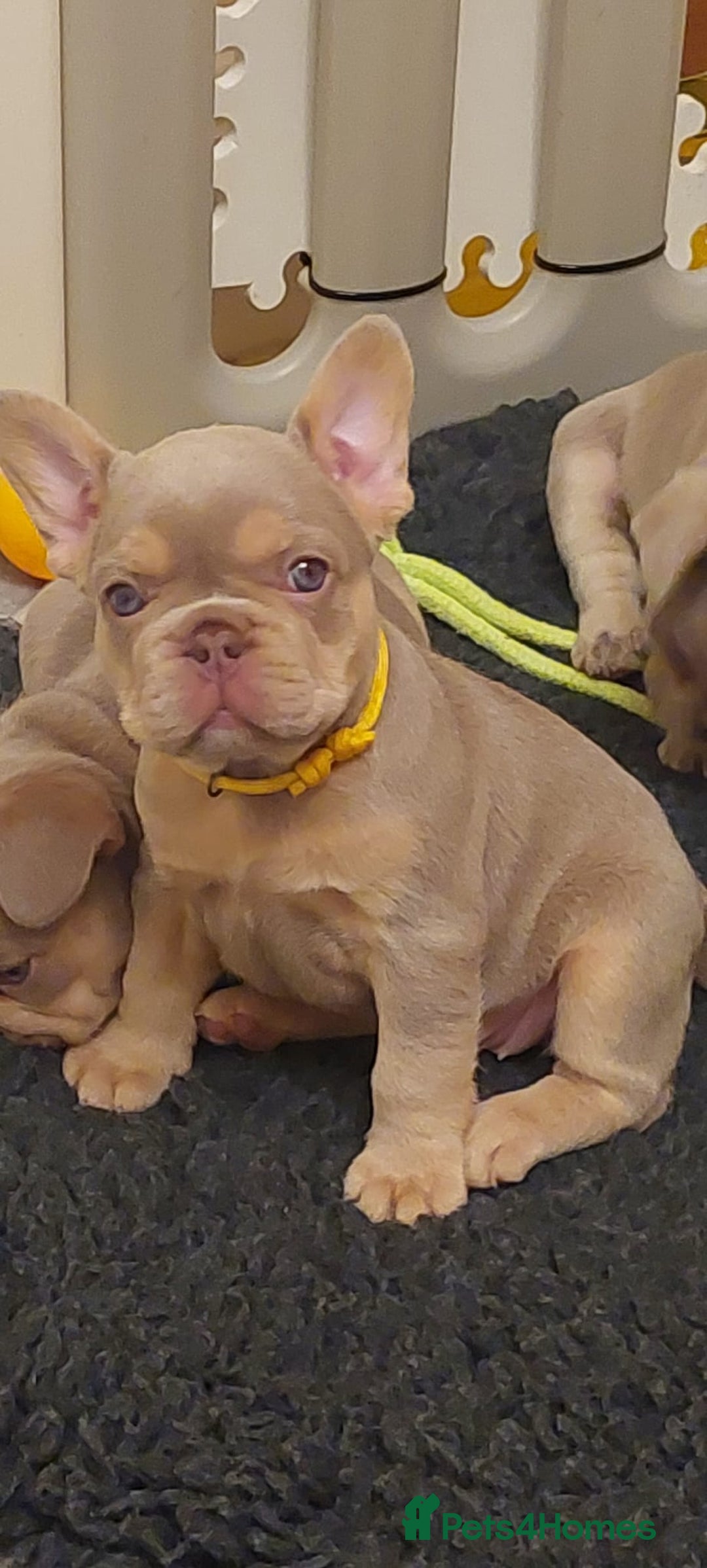 French Bulldog dogs for sale: KC Registered Beautiful French Bulldog Puppies - Advert 32