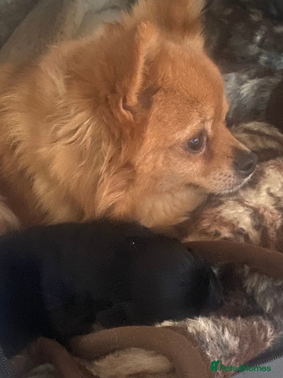 Mixed Breed dogs for sale: Beautiful little jackaranian girl - Advert 2