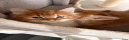 Mixed Breed cats for sale: Adorable fluffy ginger and white kittens - Advert 14
