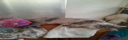 Maine Coon cats for sale: black silver/smoke TICA 3G boy&girl maine coon - Advert 6
